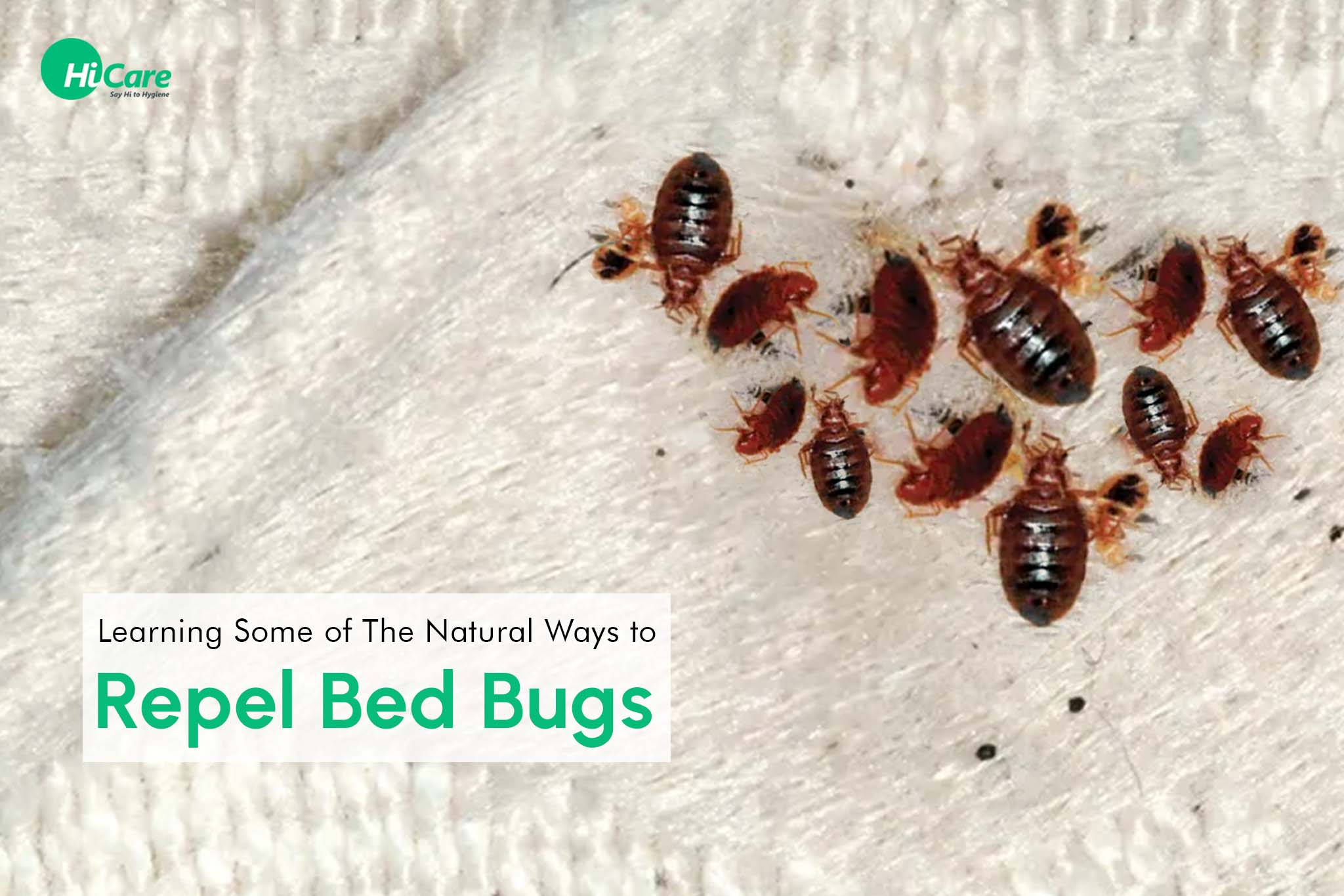 How to Clean Air Mattress from Bed Bugs: Eliminate Pests Fast!